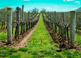 Spring vineyard in Sonoma County with green vines and wildflowers